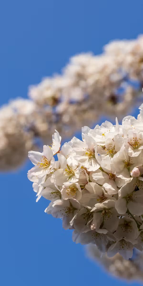 Bloesems in de Lente