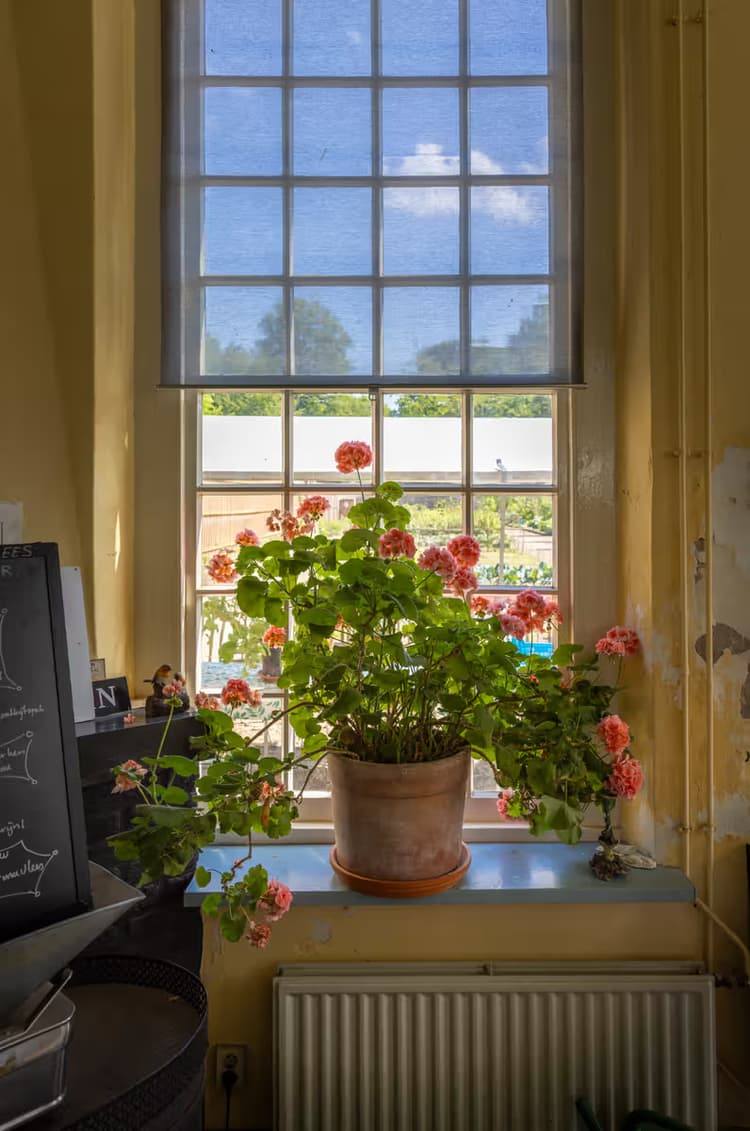 Bloemen bij het raam