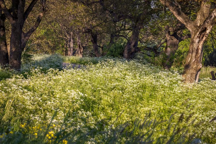 Bloemenweide in het bos