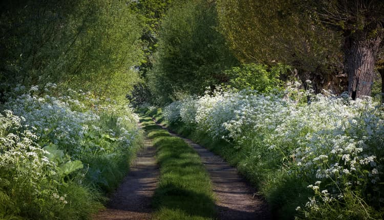 Bloemenpad in de Natuur