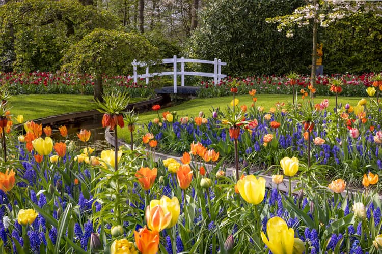 Kleurrijke Bloementuin