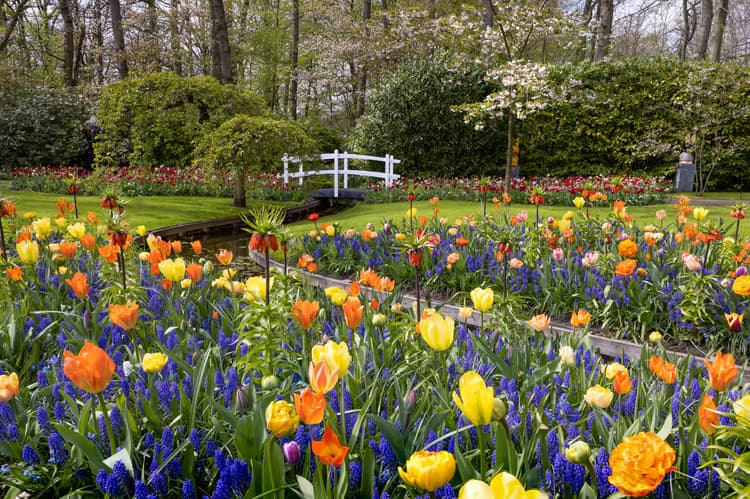 Kleurrijke Bloementuin