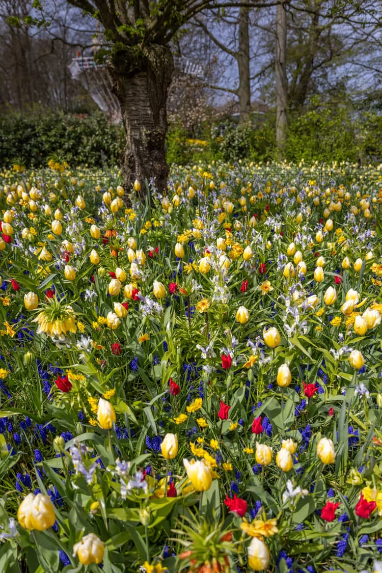Kleurrijke Bloemenweide