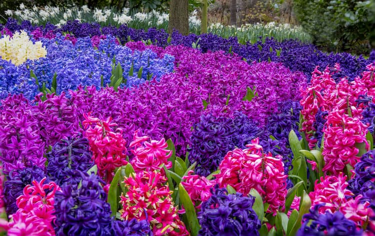 Kleurrijke Hyacinten