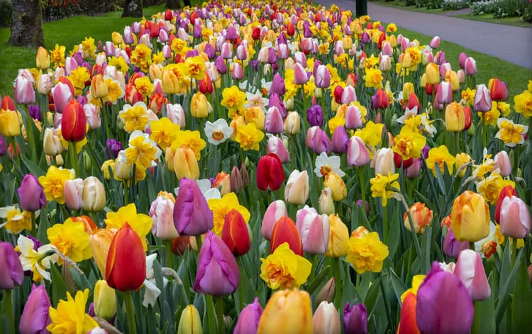 Kleurrijke Bloemenzee