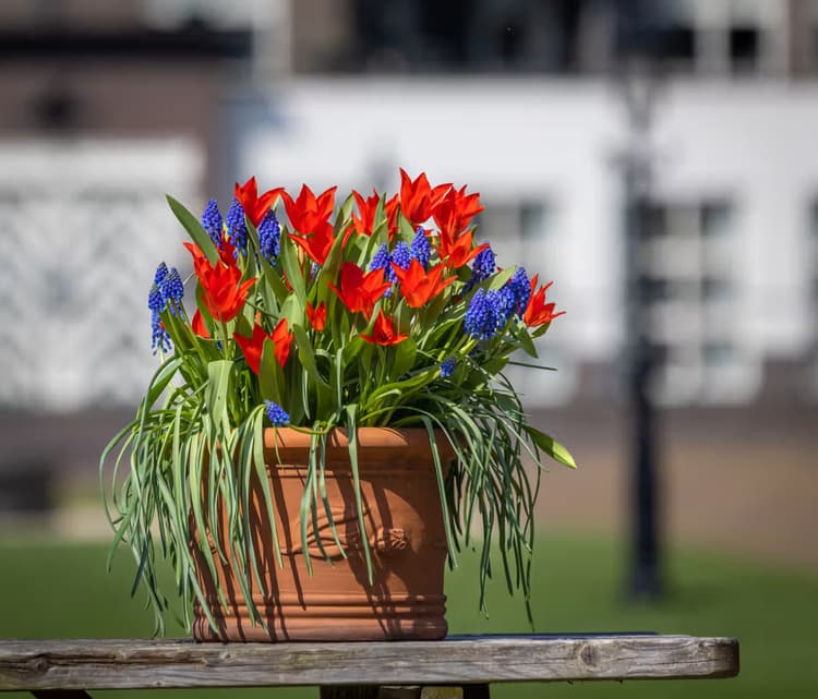 Kleurrijke Bloemenpot