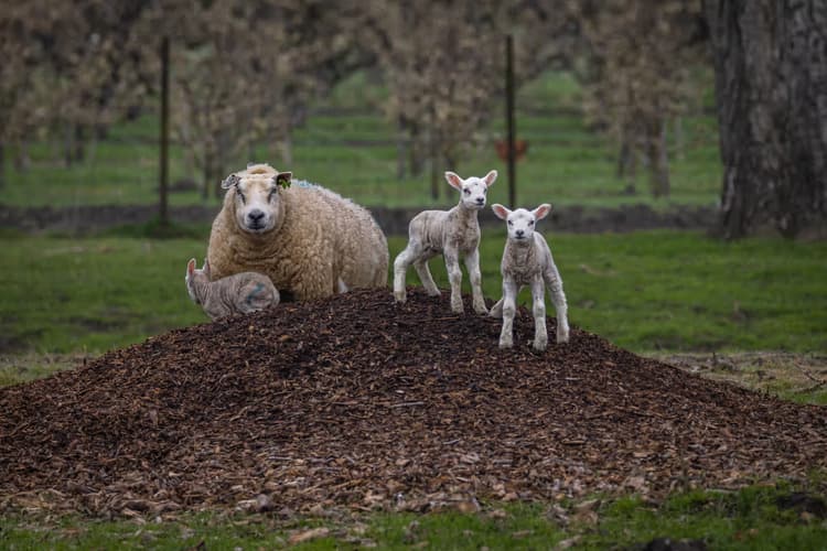 Lammetjes op de heuvel
