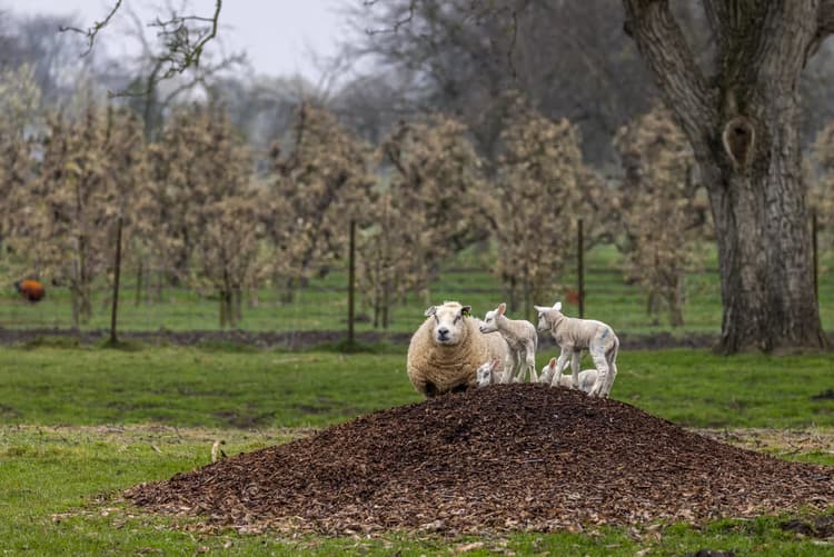 Lammetjes op de boerderij