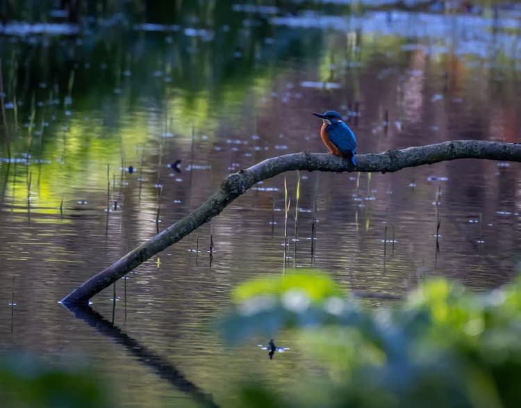 IJsvogel aan het water