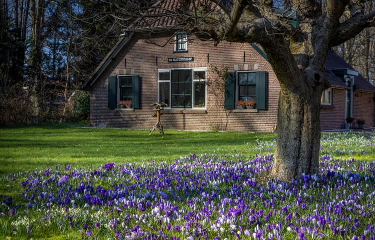 Lentehuis met Krokussen