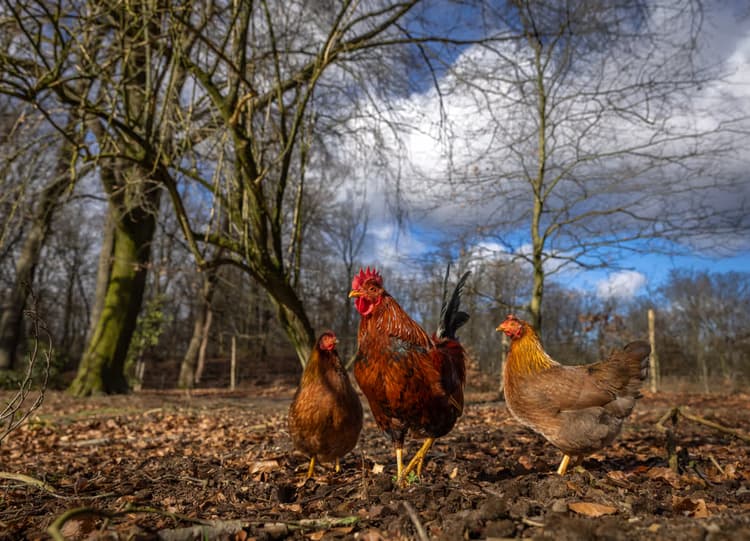Kippen in het bos