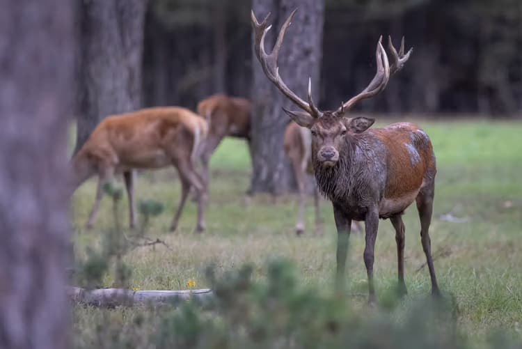 Hert in het bos
