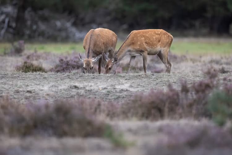 Herten in de natuur