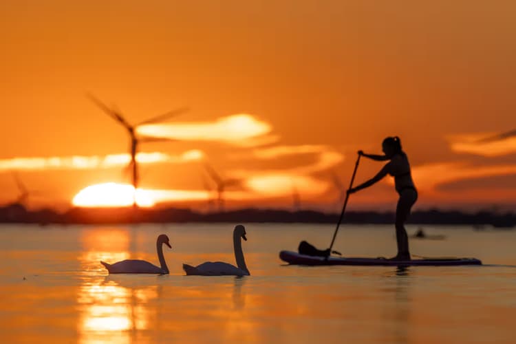 Zonsondergang met zwanen