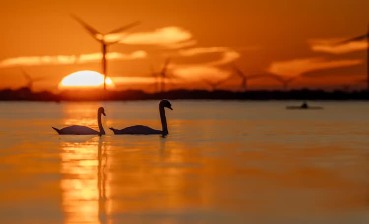 Zwanen bij zonsondergang