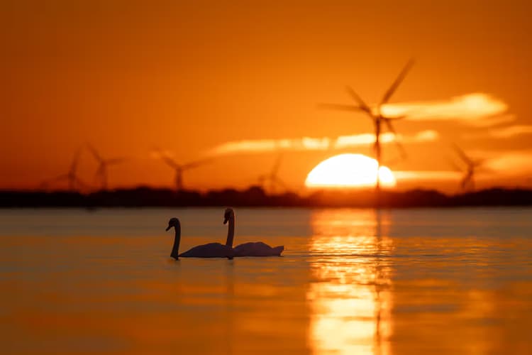 Zwanen bij zonsondergang