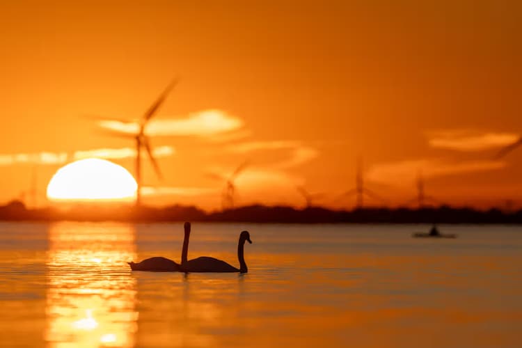 Zwanen bij zonsondergang