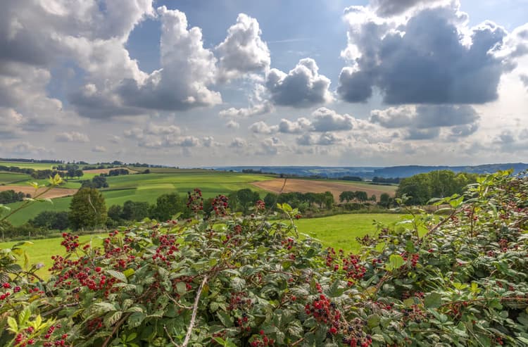 Landschap met Bessen