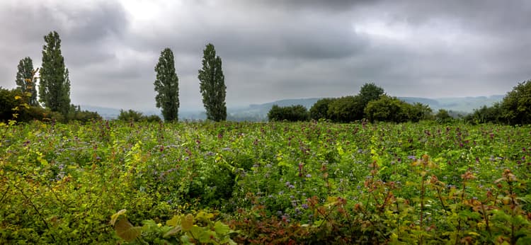 Groene Velden onder Wolken