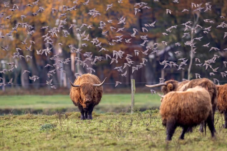 Hooglanders en Vogels