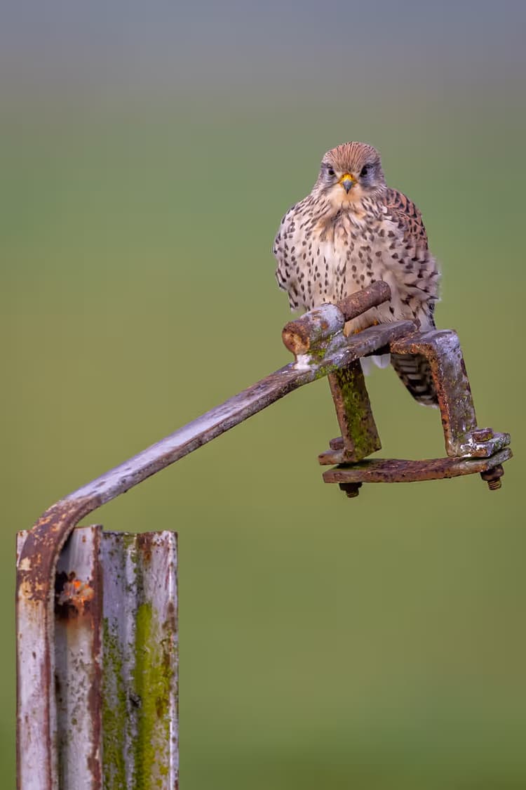 Kiekendief op een paal