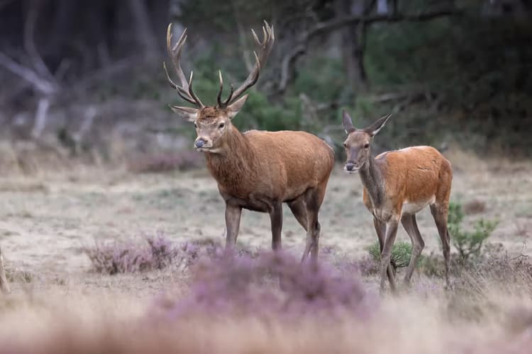 Herten in het landschap