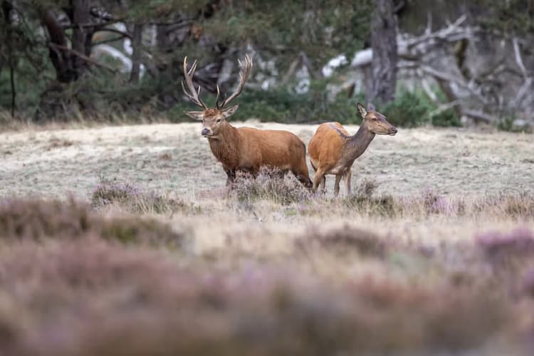 Herten in de natuur