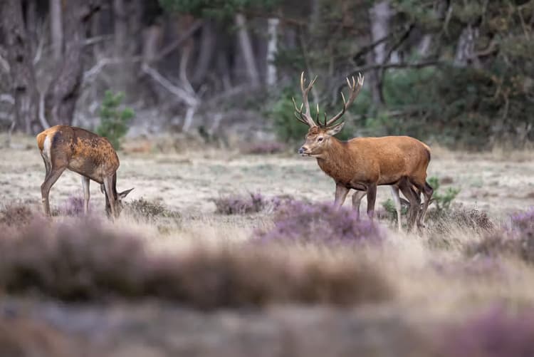 Herten in de natuur