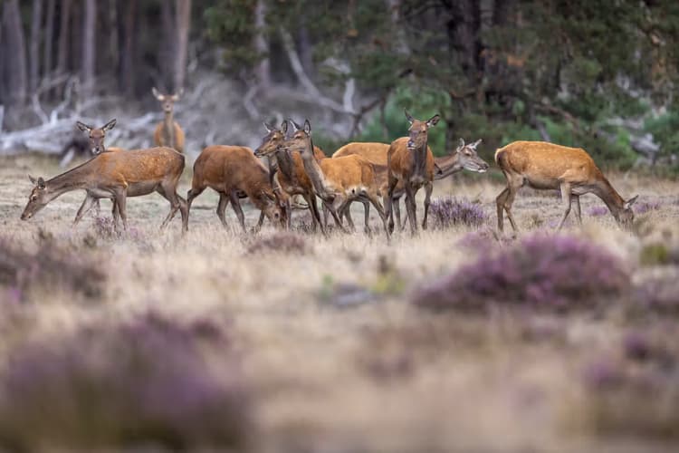 Groep Herten in de Natuur