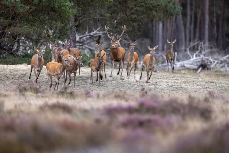 Hertengroep in actie