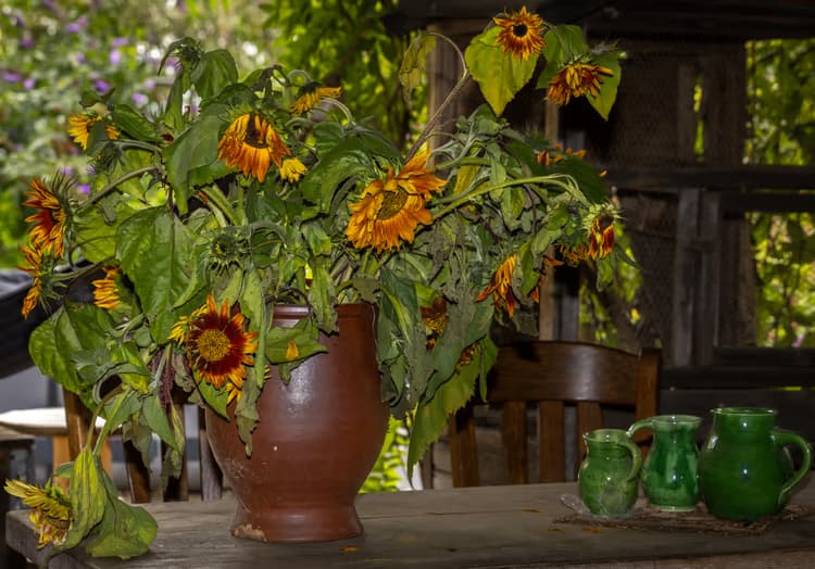 Verwelkte Zonnebloemen