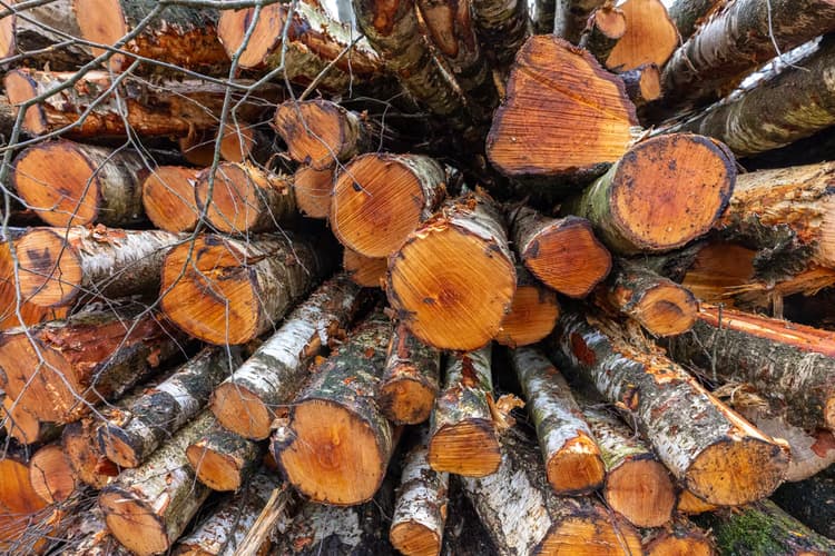 Gestapelde Houtstammen