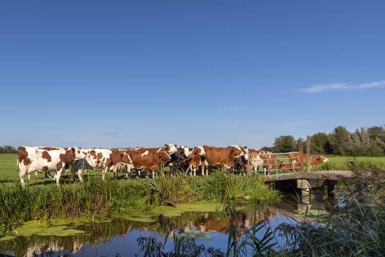 Koeien bij de brug