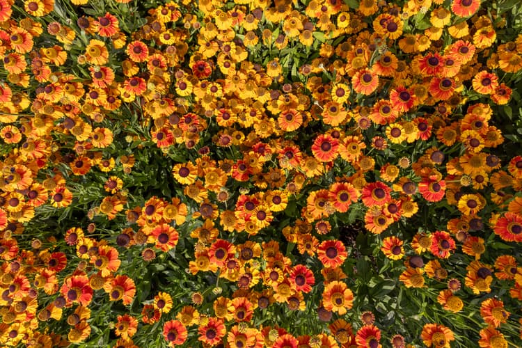 Kleurrijke Bloemenzee