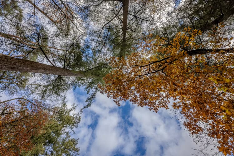 Kijk omhoog in het bos