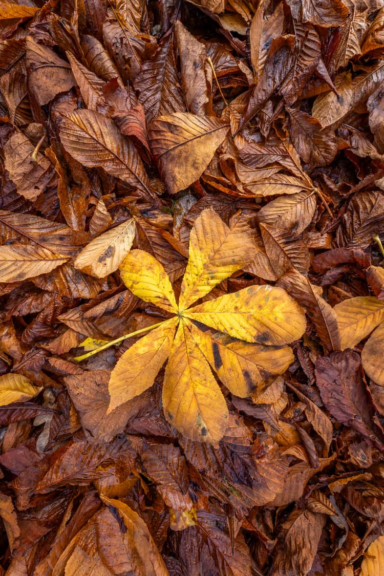 Gele Blad in Herfst