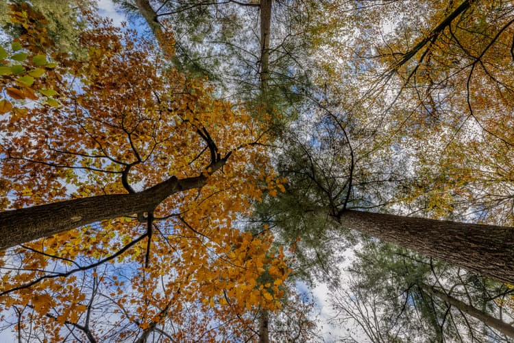 Herfstbomen bovenaanzicht