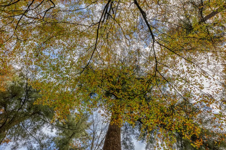 Herfstbomen bovenaanzicht