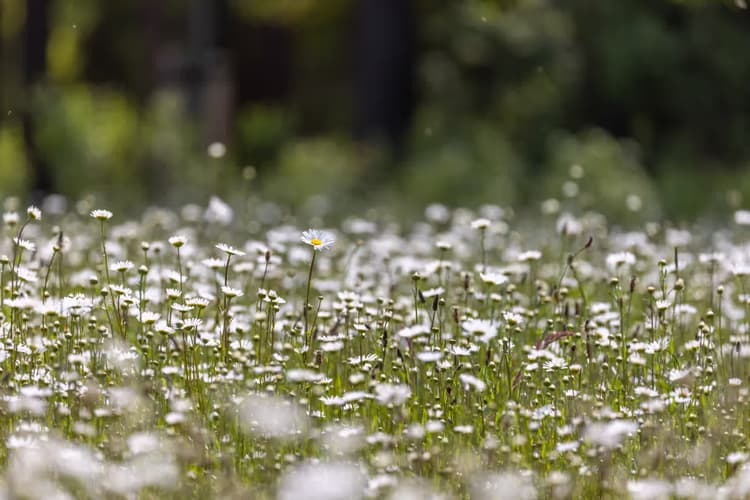 Bloemenveld in de zon