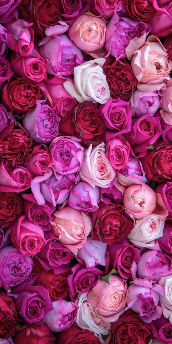 Rozen palet roze-rood.jpg