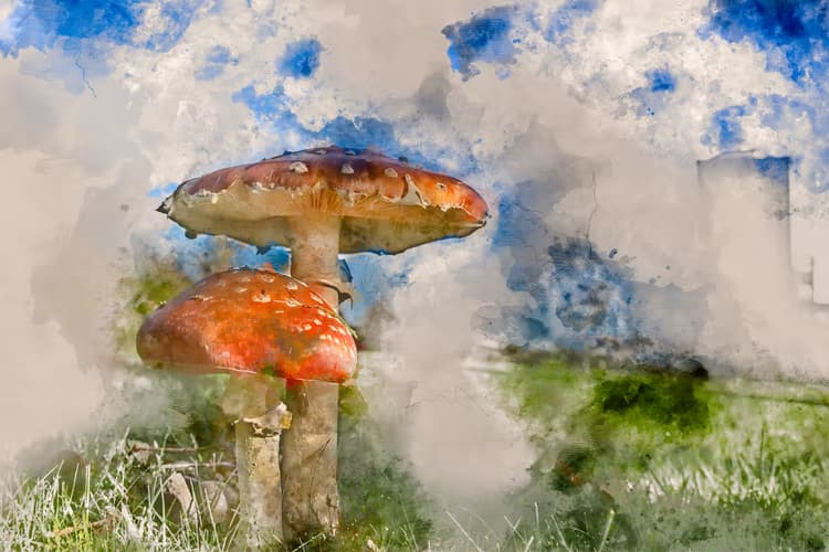 Kleurrijke Paddenstoelen