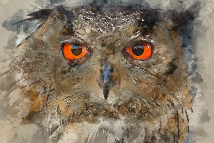 Owl met vurige ogen