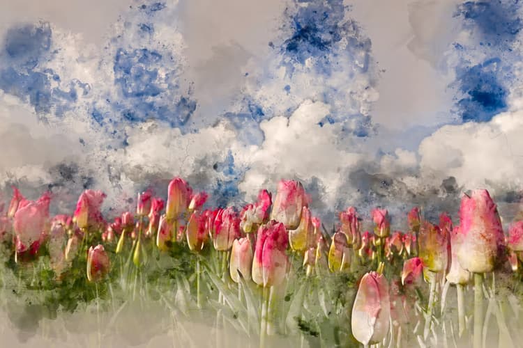 Tulpenveld onder de lucht