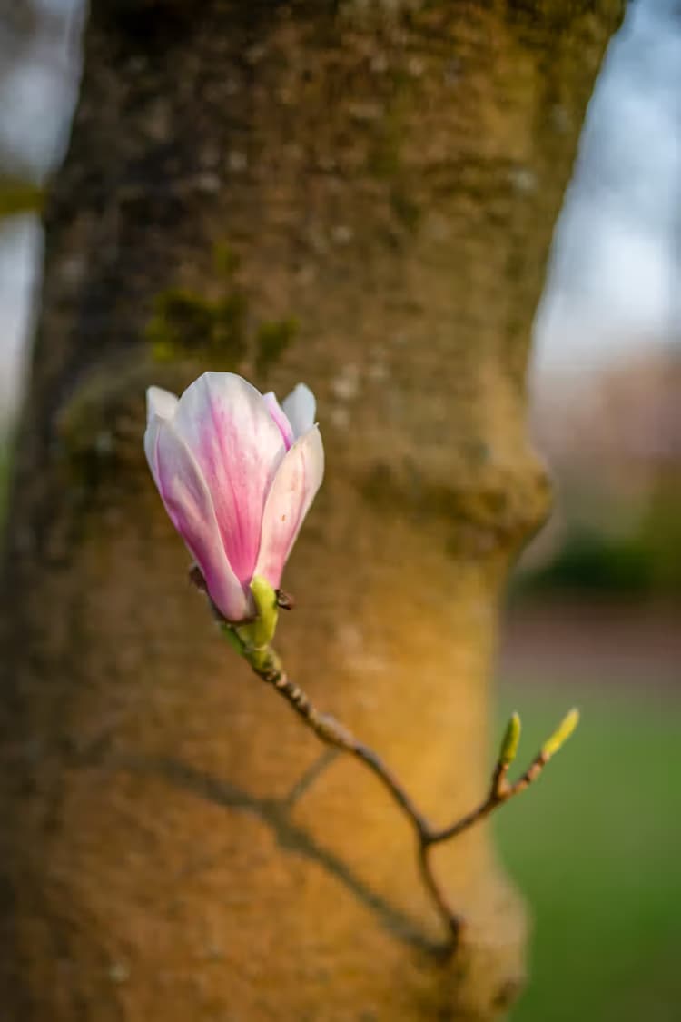 Mooie Magnolia Bloem