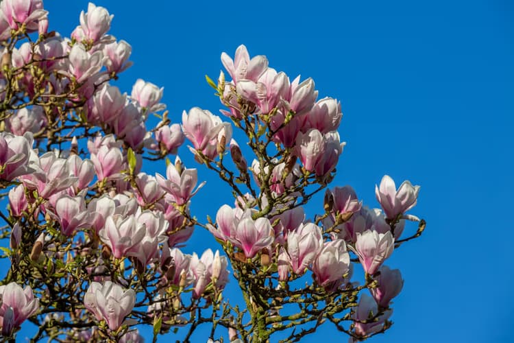 Bloeiende Magnolia