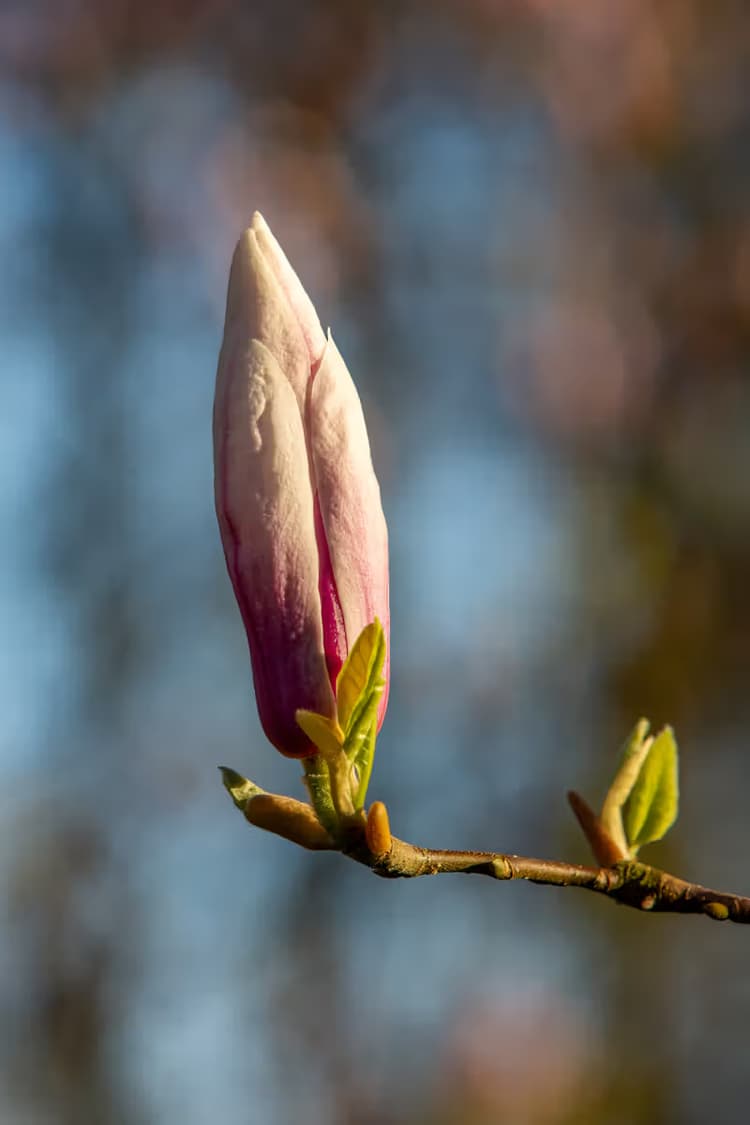 Magnolia in bloei
