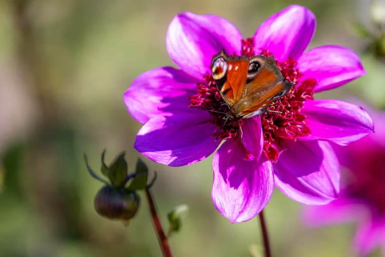 Vlinder op een bloem