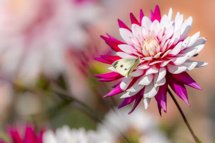 Vlinder op een bloem