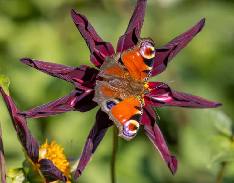 Vlinder op een bloem
