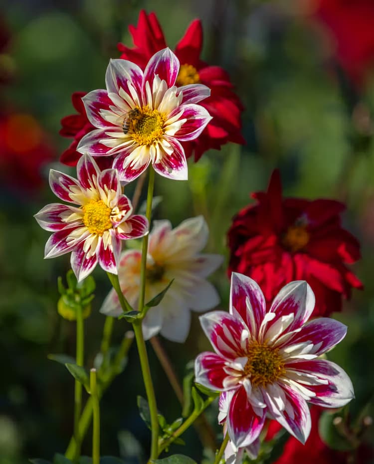 Kleurrijke Bloemenpracht